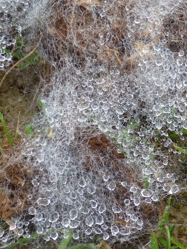 Joli voyage incongru